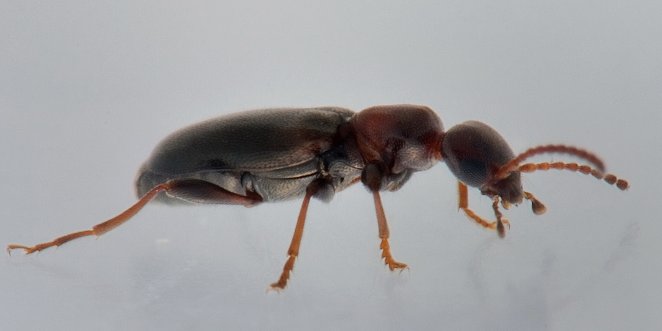 Anthicidae:  Omonadus floralis